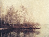 Birch Trees