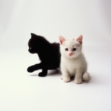Black Kitten and White Kitten
