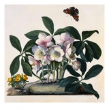 Helleborus Niger  Rose and Butterfly Lithograph