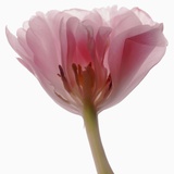 Tulipa 'Angelique'