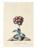 Botanical Print of Garden Auricula
