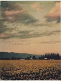 Skagit Daffodils 2