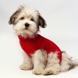 Bichon Havanaise Wearing Red Sweater