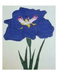 O-Sho-Kun Book of a Blue Iris