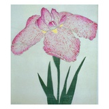 Tanka No-Koe Book of a Pink Iris