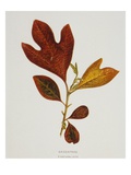 Illustration of Sassafras Leaves