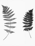 Photographic Study Of Fern Leaves