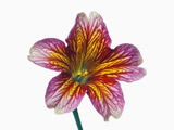 Magenta and Yellow Flower