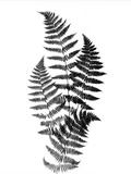 Photographic Study Of Fern Leaves