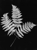 Photographic Study Of Fern Leaves