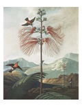 Illustration Depicting Hummingbirds Feeding from a Plant