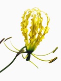 Yellow Orchid Flower
