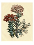 Illustration of Leafy and Colorful Flowers