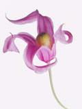 Magenta Orchid Flower