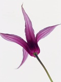 Magenta Orchid Flower