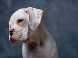 Dog Looking to Side