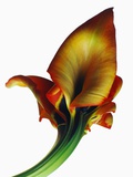 Red and Yellow Gladiolus