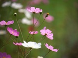 Pink and White Cosmos Flowers