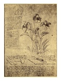 Drawing of Flowers and Diagrams by Leonardo da Vinci