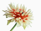 White and Red Chyrsanthemum