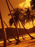 Palm Trees on Beach