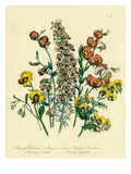 Illustration of Colorful Flowers