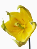 Yellow Flower