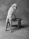 Dog Climbing on Bench
