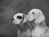 Dogs Looking to Distance