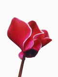 Pink Cyclamens