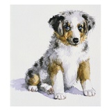 An Australian Shepherd Puppy from My Puppy's Record Book
