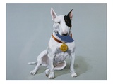 Darby Wearing a Medal from Darby  the Special-Order Pup