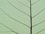 Bo Tree Leaf