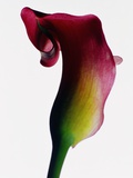 Red Calla Lily Flower