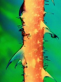 Rose Thorns on Stem