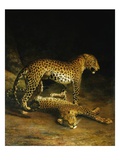 Two Leopards Lying in the Exeter