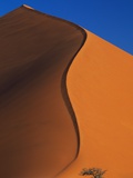 Tree and Sand Dune
