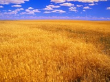 Golden Wheat Field under Blue Sky