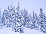 Winter Snow on Evergreens