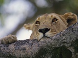 Face of African Lioness in Tree