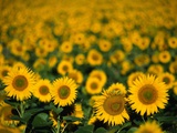 Field of Sunflowers