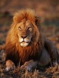 Male African Lion