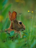 Cottontail Rabbit in the Grass