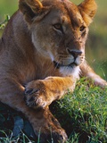 Lioness Resting