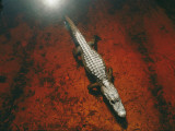An Alligator Walks on the Muddy Bottom of the Saint Marys River