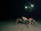 A Submersible Hovers Above a Female Giant Spider Crab