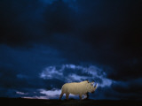 Endangered Northern White Rhinoceros  Ceratotherium Simum Cottoni