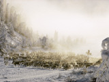 Reindeer Course Through a Siberian Valley