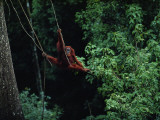 A Subadult Male Orangutan Uses Vines to Swing from Tree to Tree