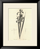 The Iris